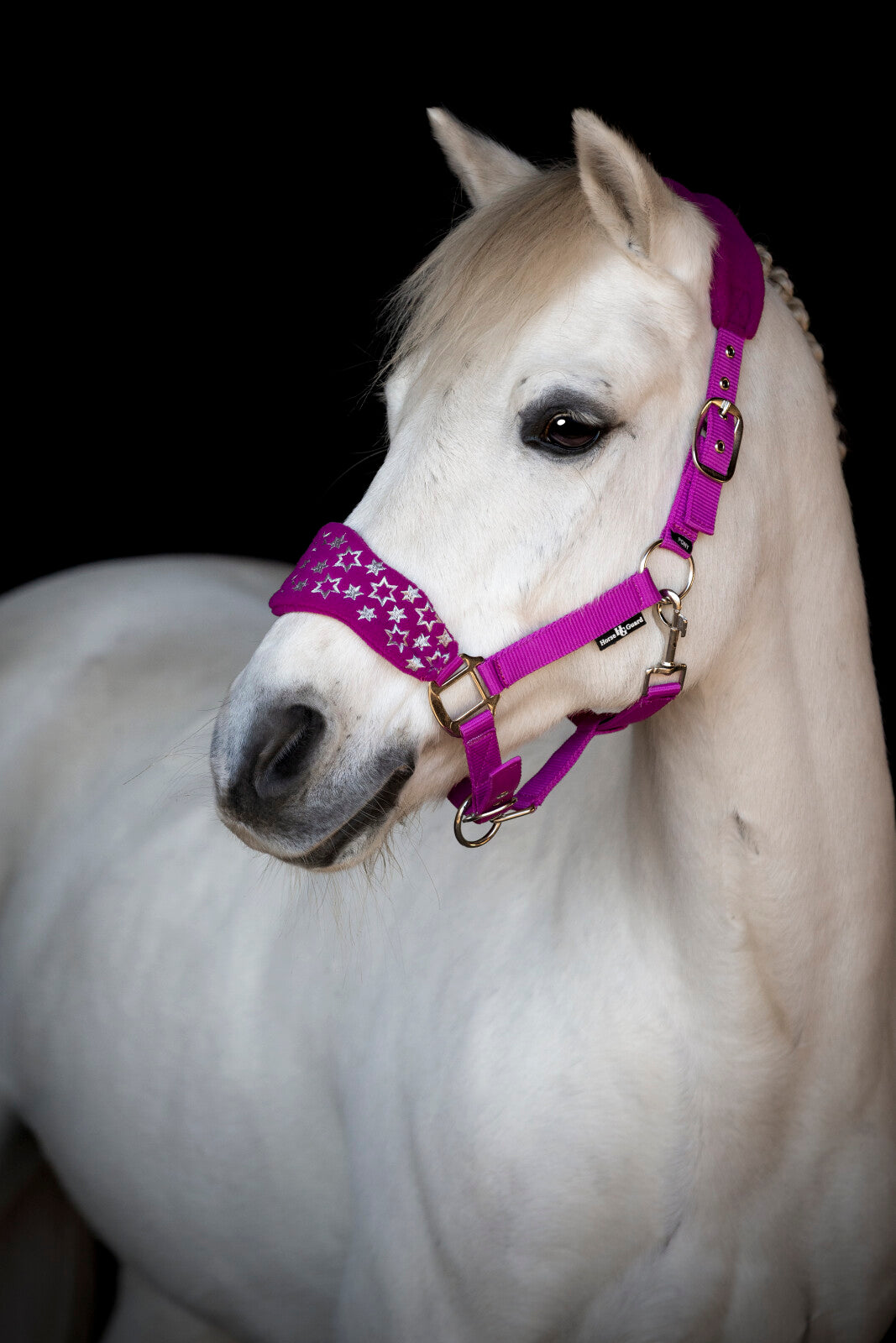 Horse Guard Atlantic Grime - Radiant Orchid