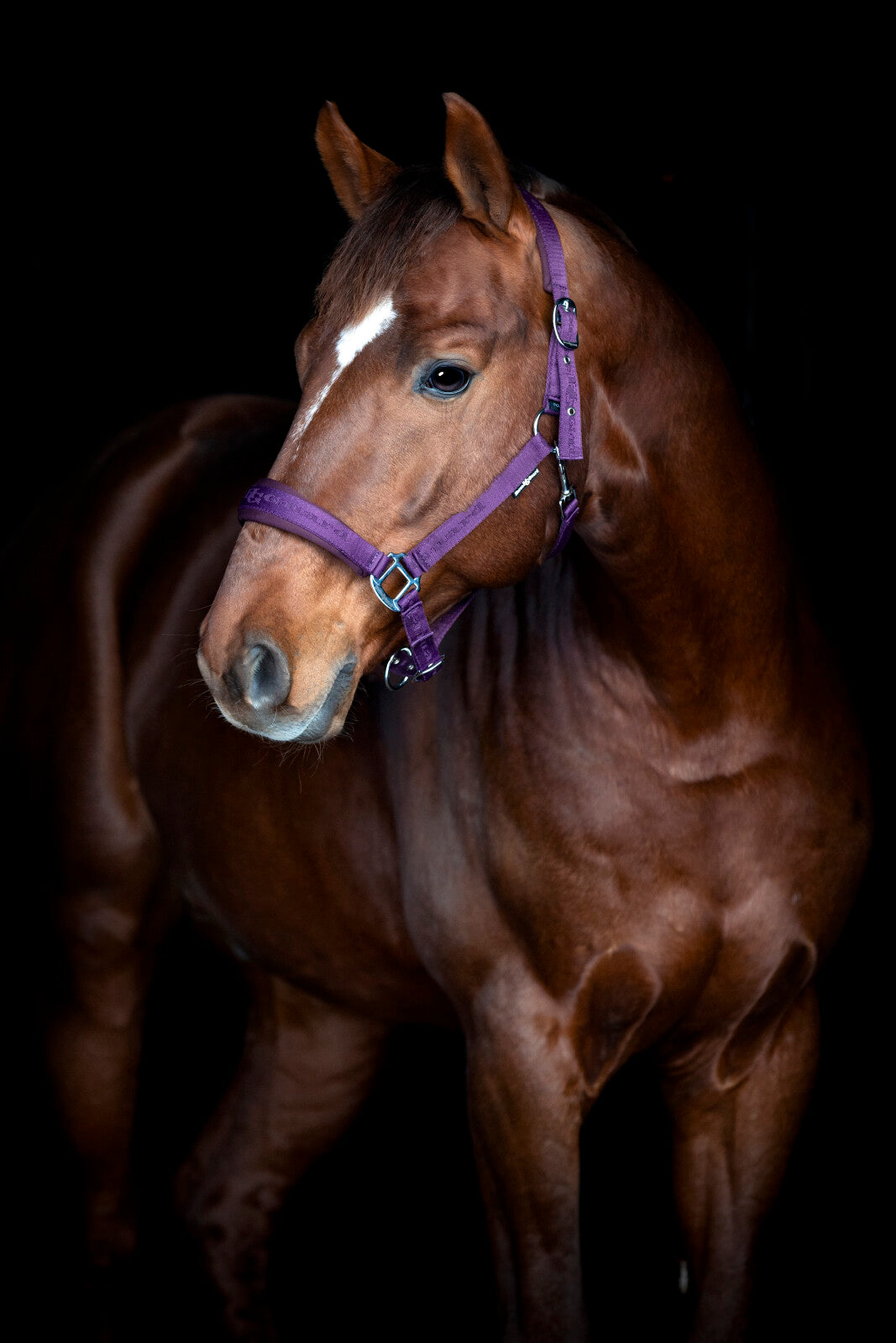 HorseGuard Diya 2.0 grime - Purple Pennant