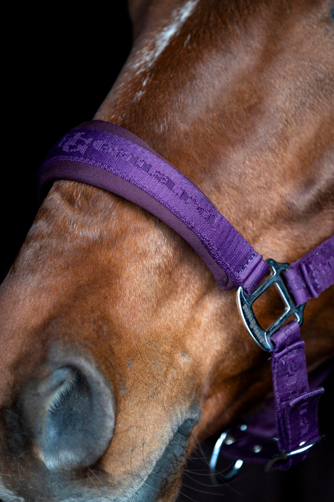 HorseGuard Diya 2.0 grime - Purple Pennant