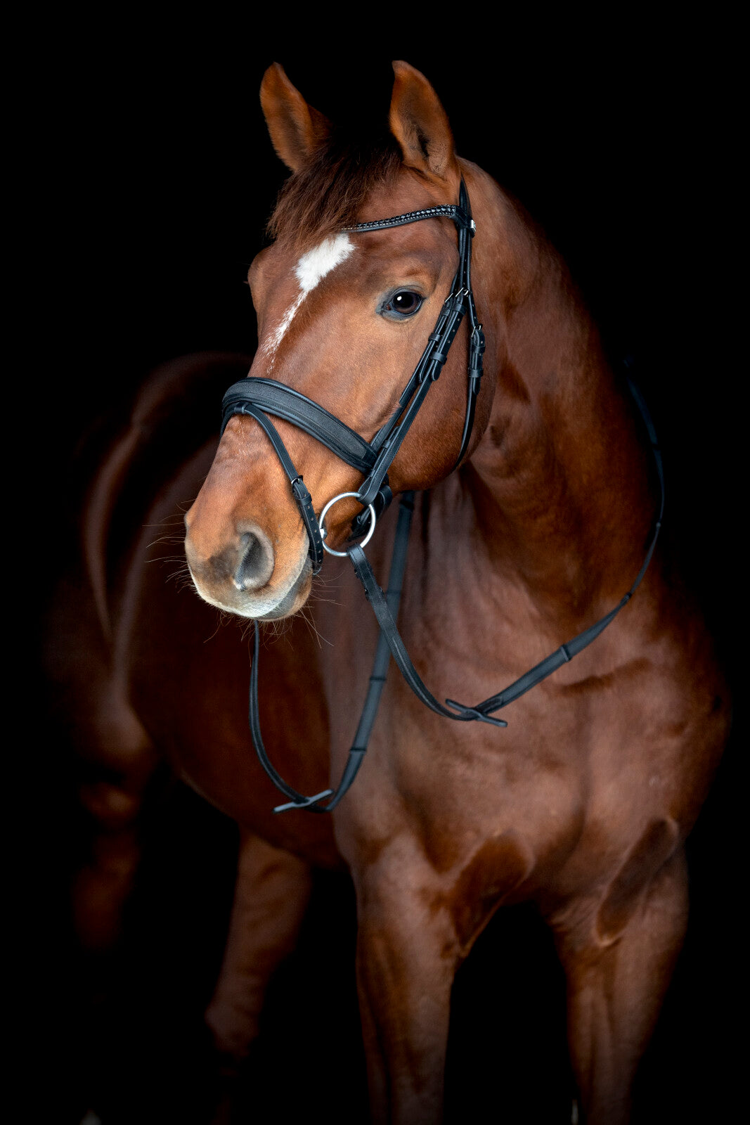 Horse Guard Cryll 26.2-trense - Sort