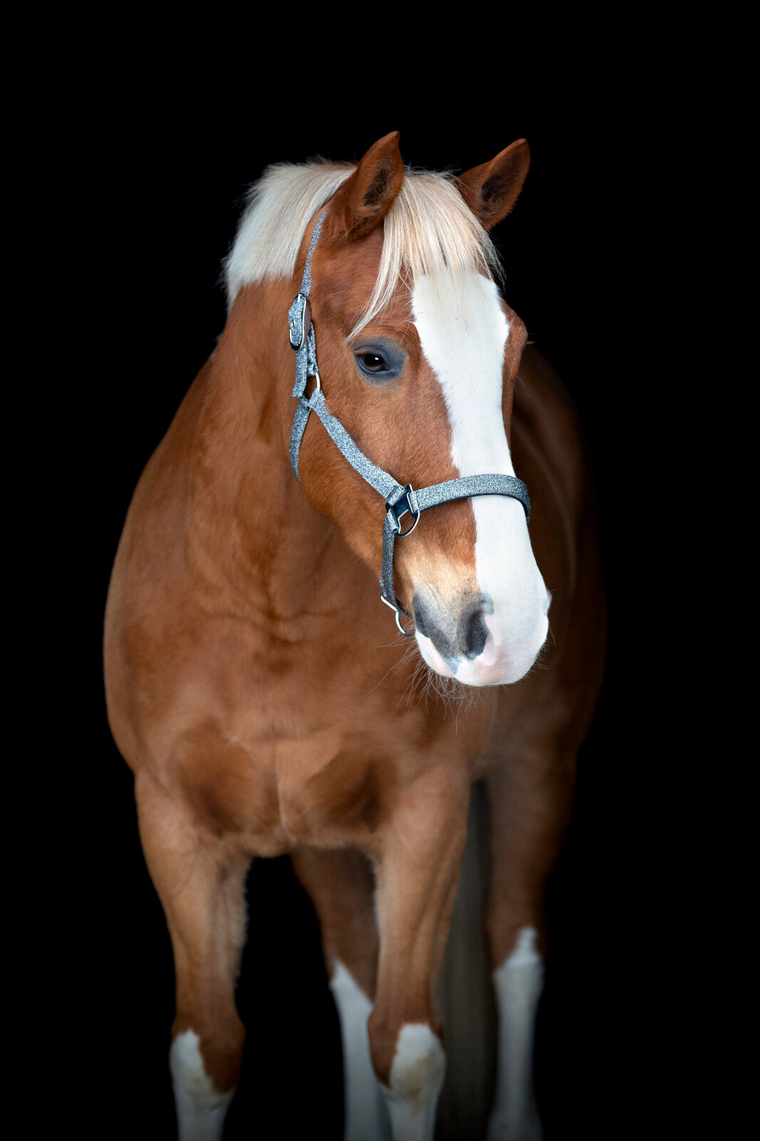Horse Guard Jacksonville grime - Sølv