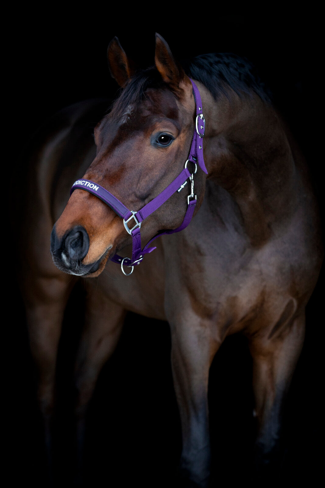 Malva Grime - Purple Pennant