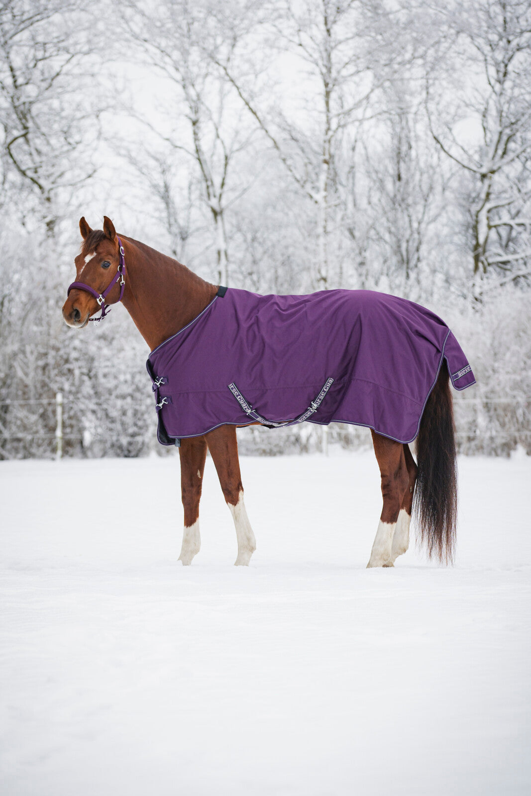 Horse Guard Landon Udedækken med 100g - Purple Pennant