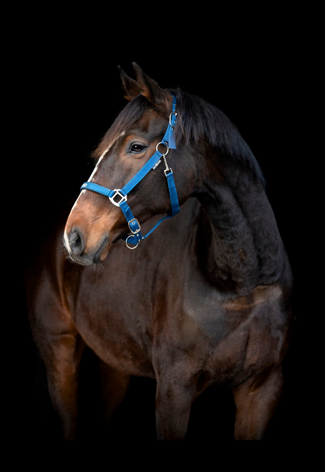 Horse Guard Malva Grime - Majolica Blue