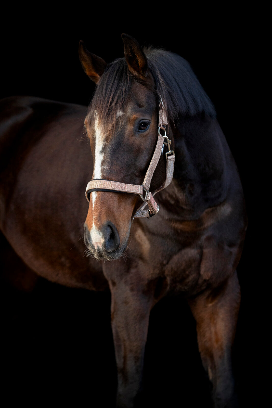 Horse Guard Iowa Grime - Guld