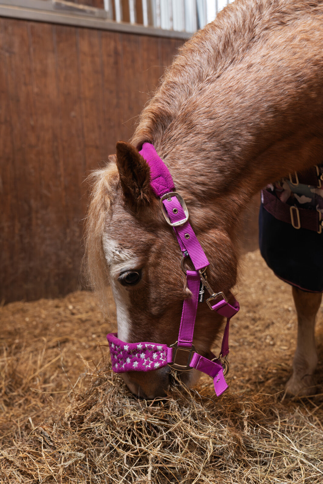 Horse Guard Atlantic Grime - Radiant Orchid