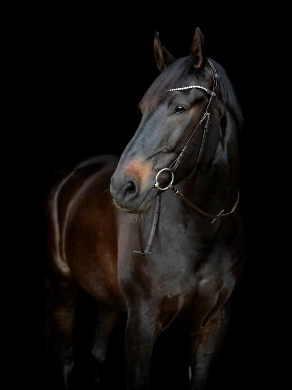GENTLE BRIDLE Bagerste kæberem, m/ spænder. (H)