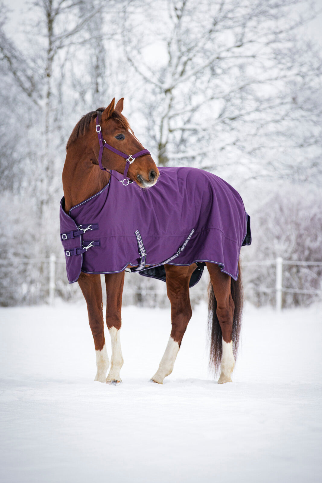 Horse Guard Landon Udedækken med 100g - Purple Pennant