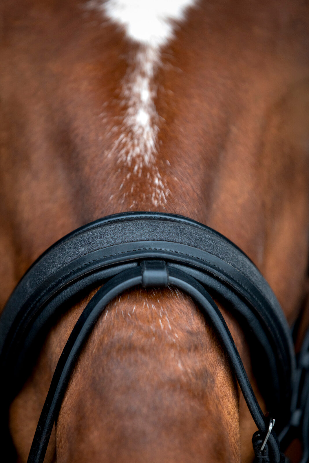 Horse Guard Cryll 26.2-trense - Sort