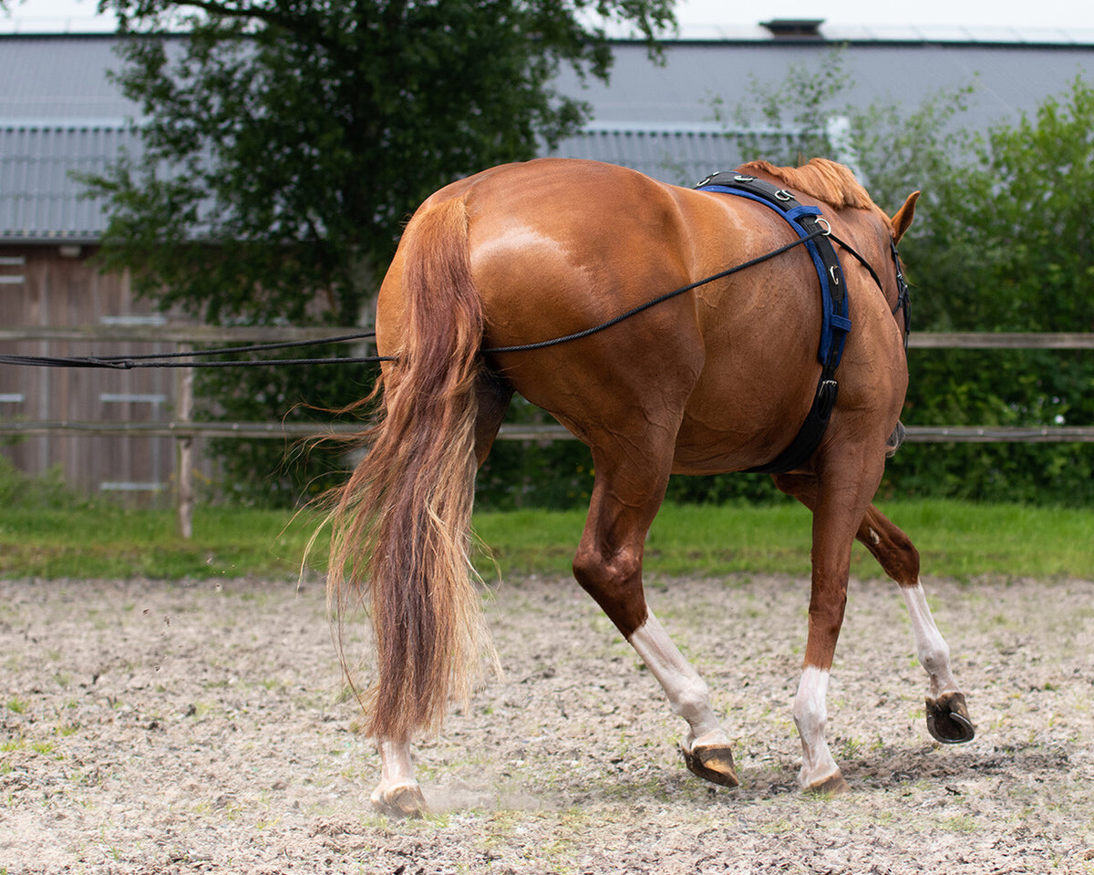 QHP Dobbelte longeliner. 16m