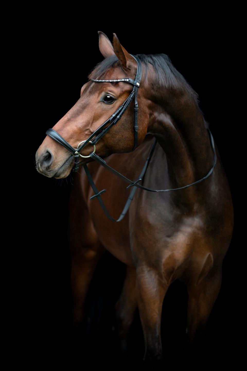 HORSEGUARD CRYLL 25.2 Trense med hannoveransk næsebånd