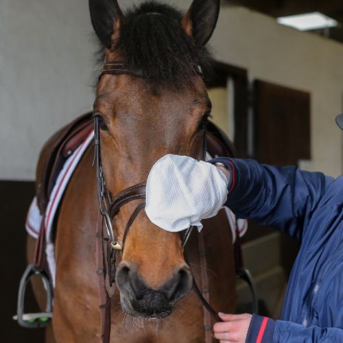 Carr & Day & Martin. Belvoir Tack Cleaning Mitt. Pakke med 10 styks