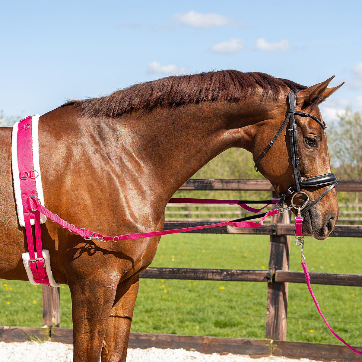 QHP ONTARIO Longeringsgjord. Pink