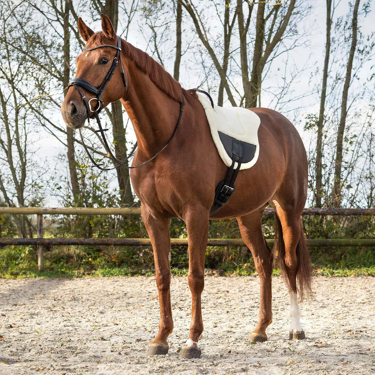 QHP ONTARIO Bareback pad.