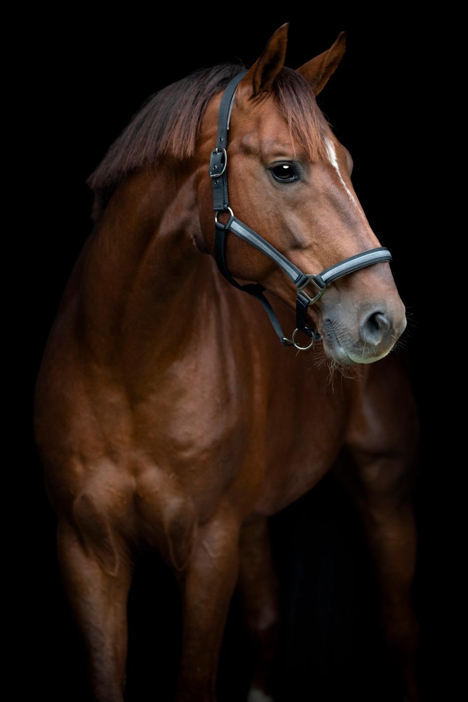 HORSEGUARD VIRNA Grime. Sort