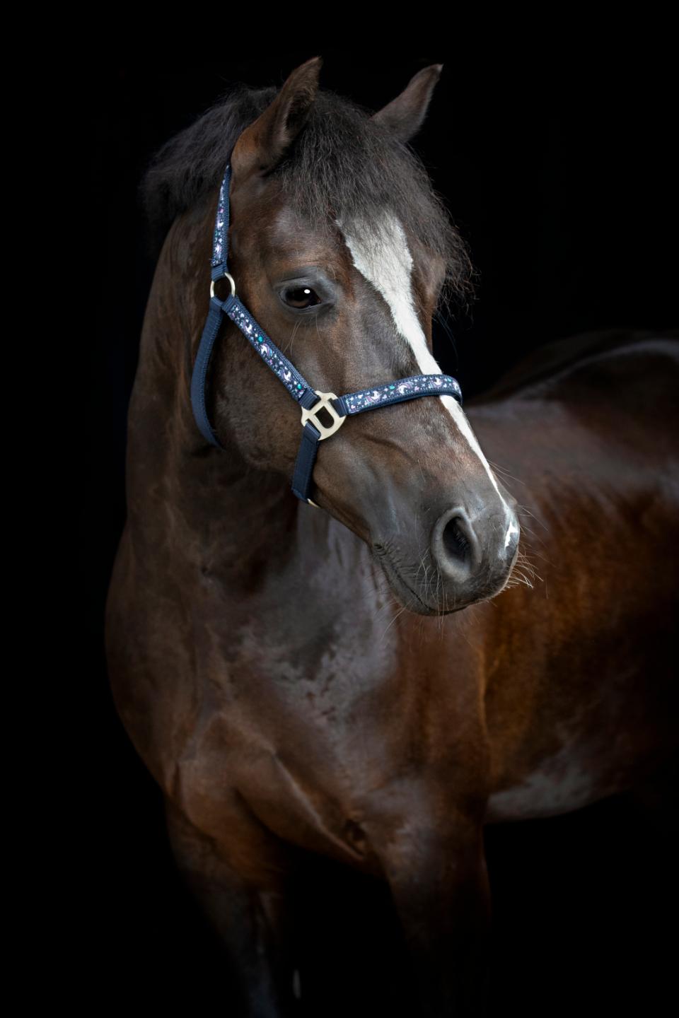 HORSEGUARD FANTASY Grime. Navy