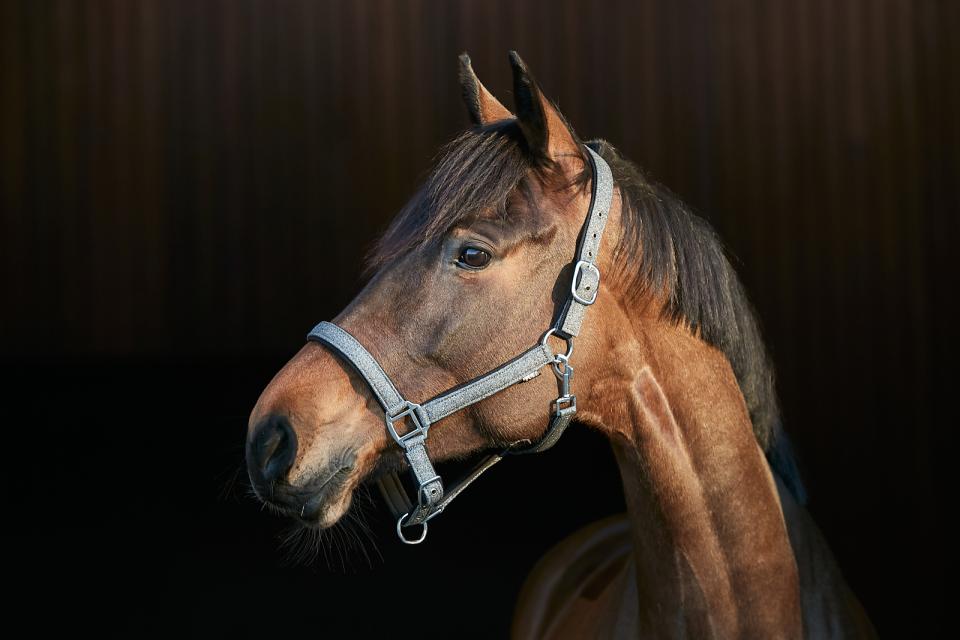 HORSEGUARD LEX Grime i webbing materiale. Grå