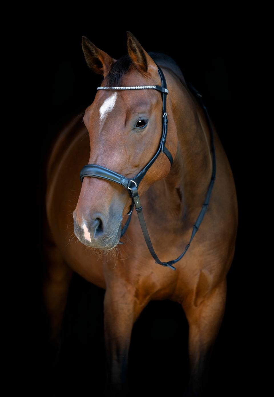 HORSEGUARD Bidløs trense. Sort