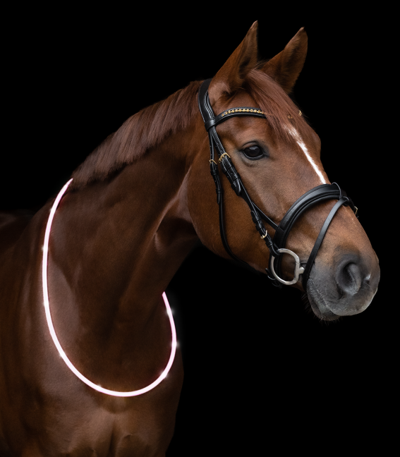 WALDHAUSEN LED Halsring til hest eller hund