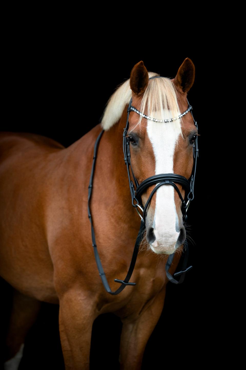 HORSEGUARD EMI 25.2 trense med kombineret næsebånd. Sort