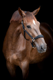 HORSEGUARD DIYA 2.0 Grime. Sort