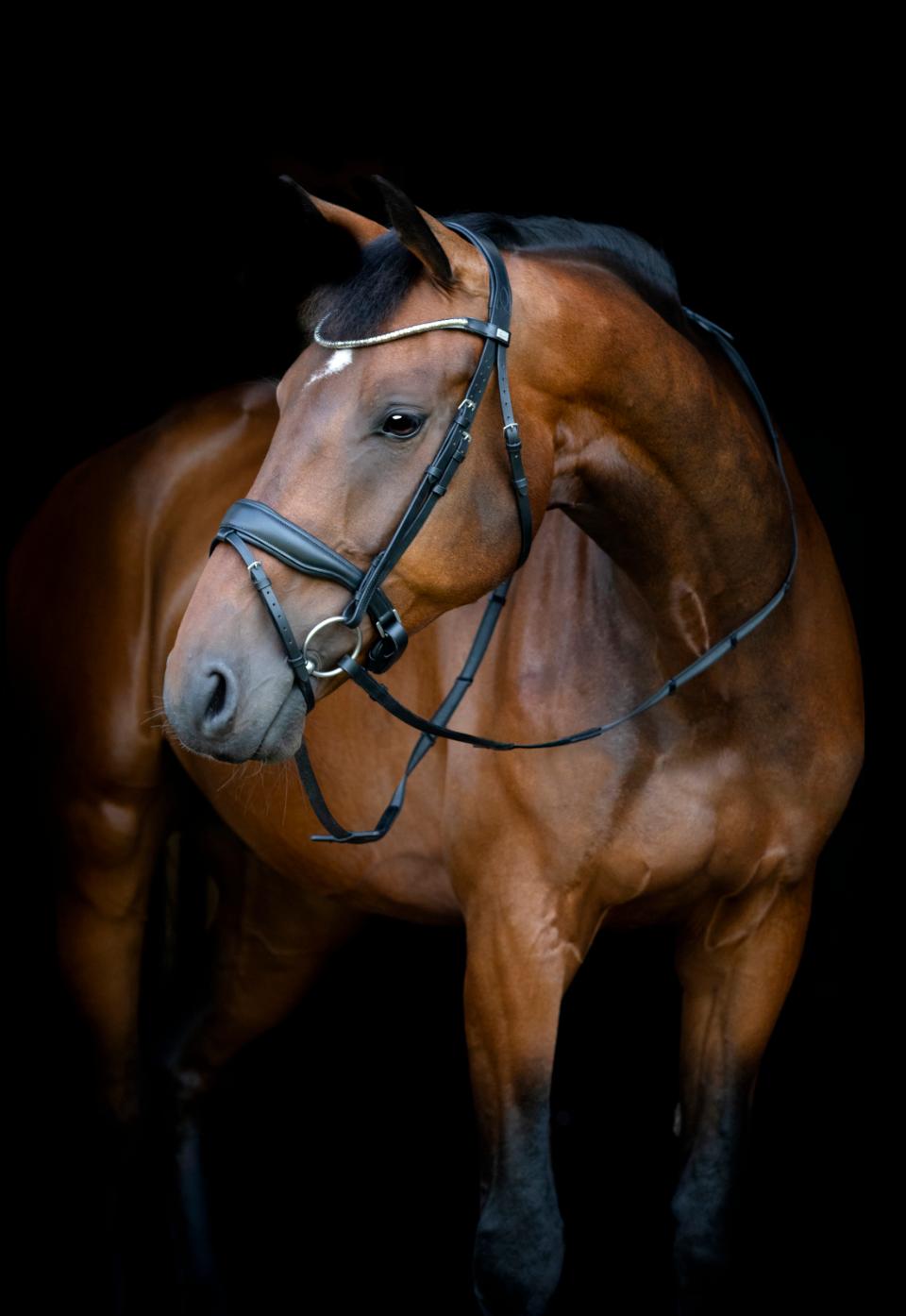 HORSEGUARD CRYLL 26.1 Trense med kombineret næsebånd og tilbagetræk.