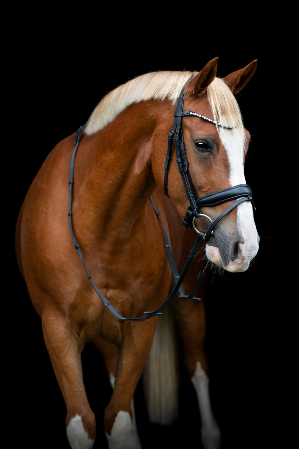 HORSEGUARD CRYLL 25.2 Trense med kombineret næsebånd og tilbagetræk.