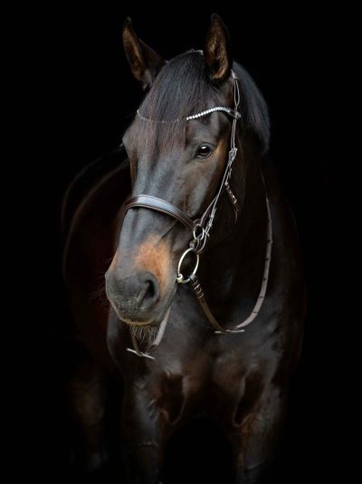 GENTLE BRIDLE Kindstykker. (D)