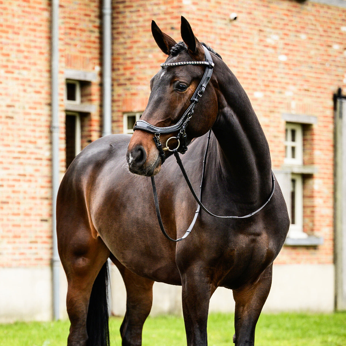 PRESTEQ FAYSPORT Glitter Anatomisk trense