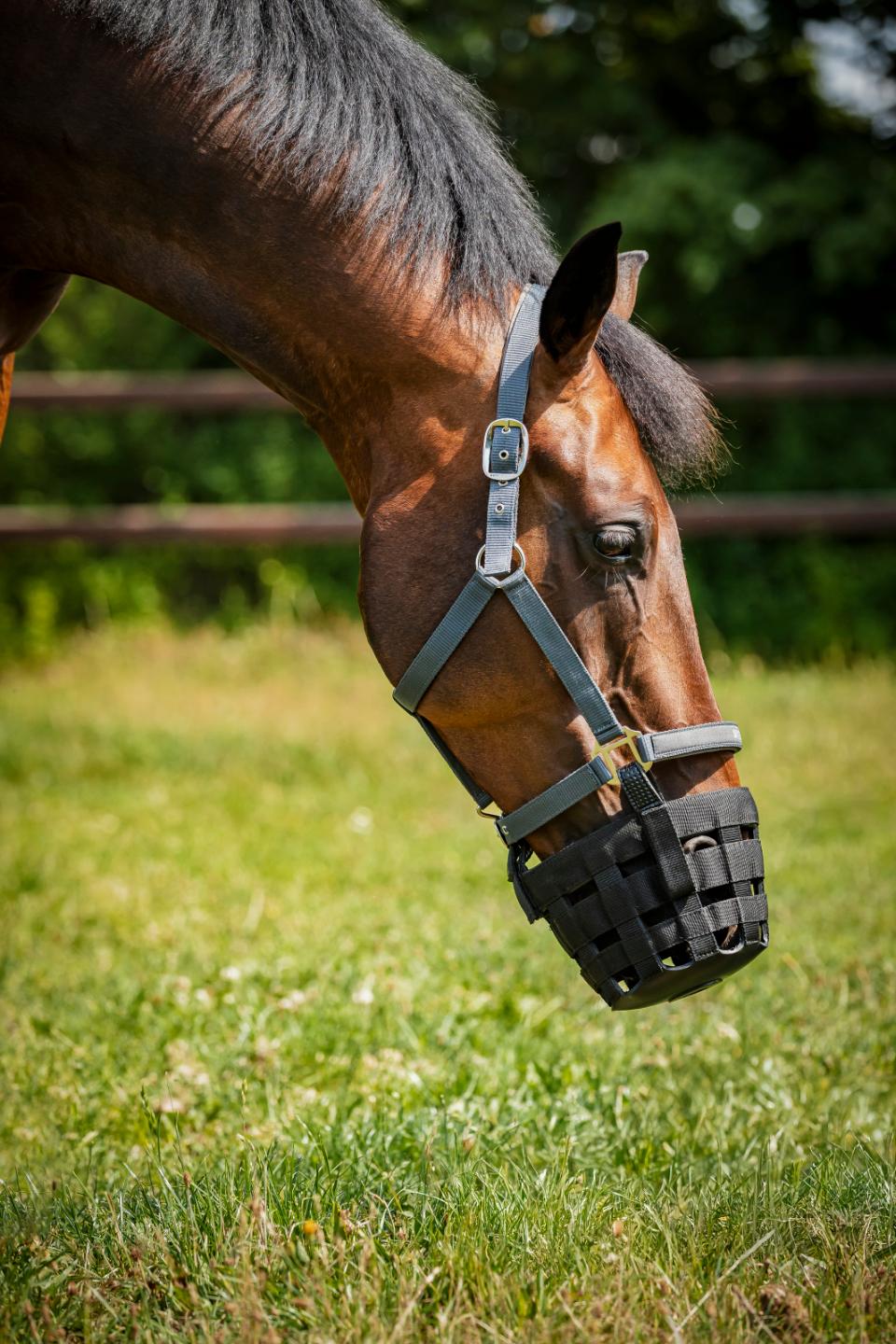 HORSEGUARD Mundkurv til at sætte på grime.