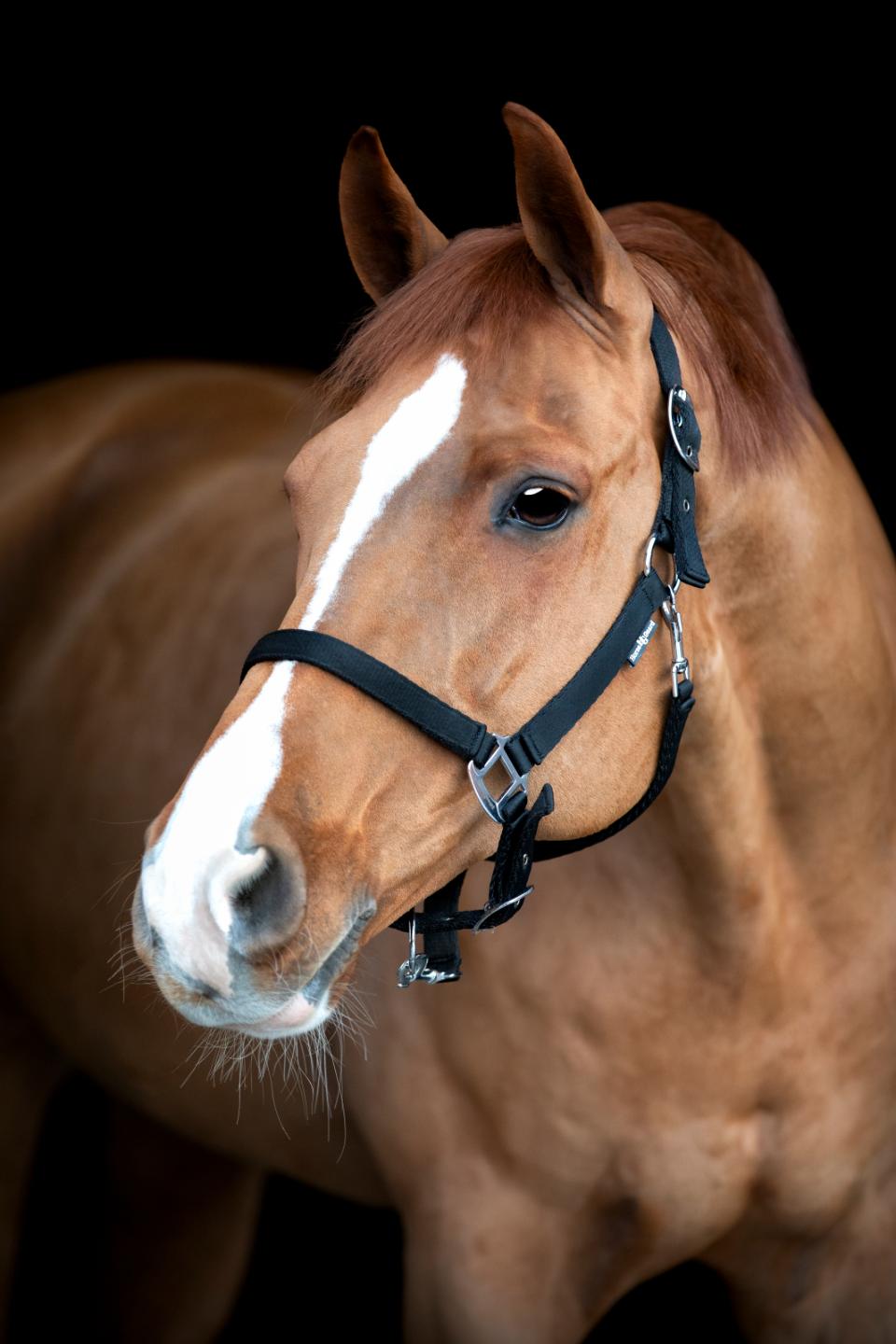 HORSEGUARD SABY Grooming grime. Sort