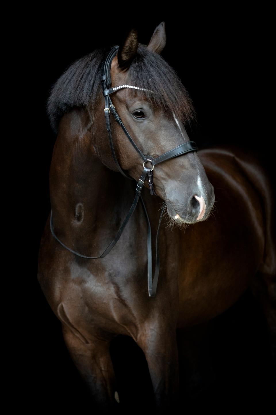 GENTLE BRIDLE Næsebånd med samlingsstykker (A)