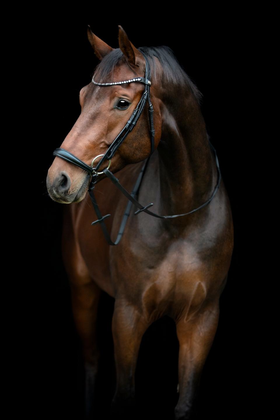 HORSEGUARD CRYLL 25.2 Trense med hannoveransk næsebånd