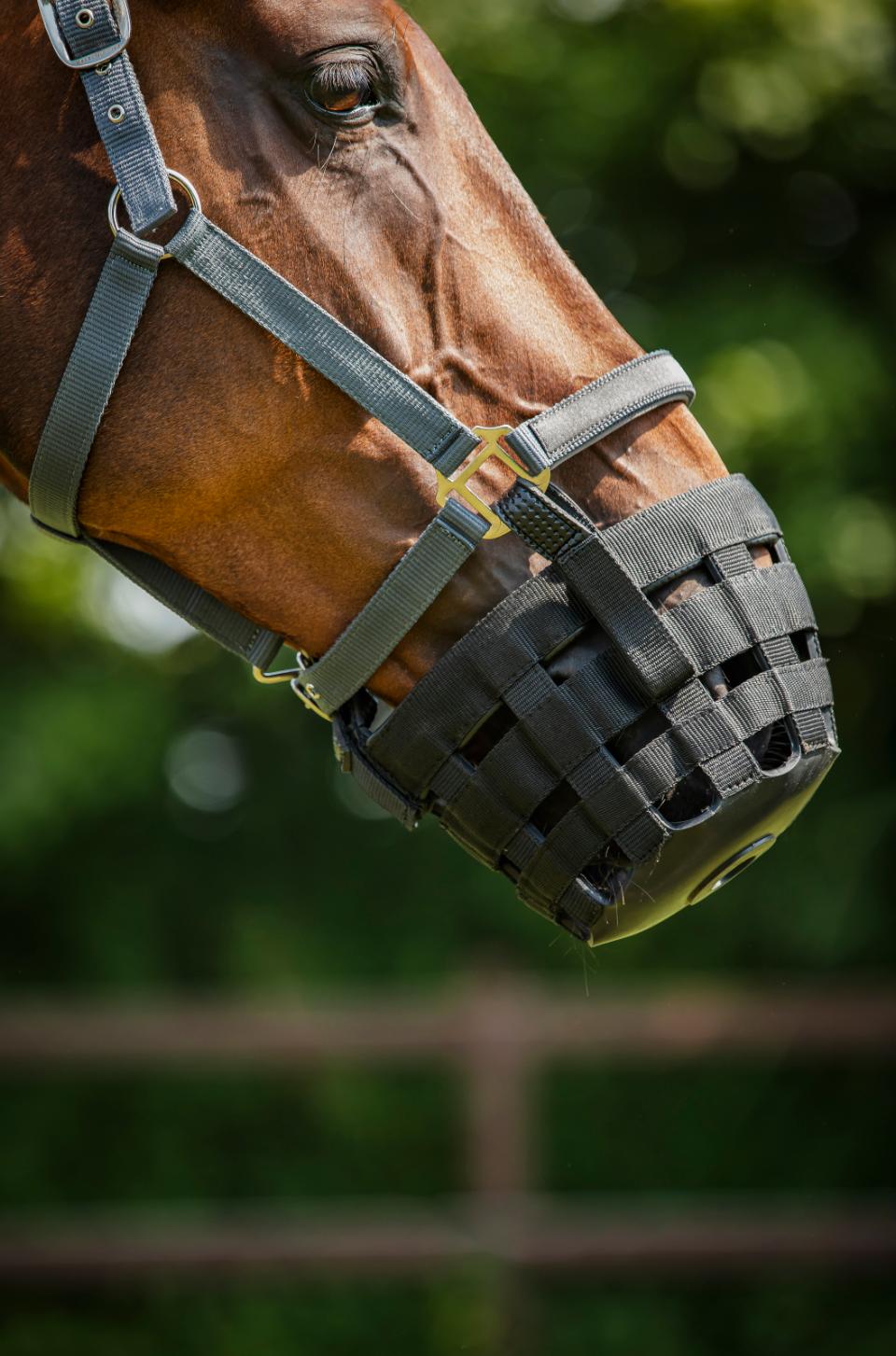 HORSEGUARD Mundkurv til at sætte på grime.