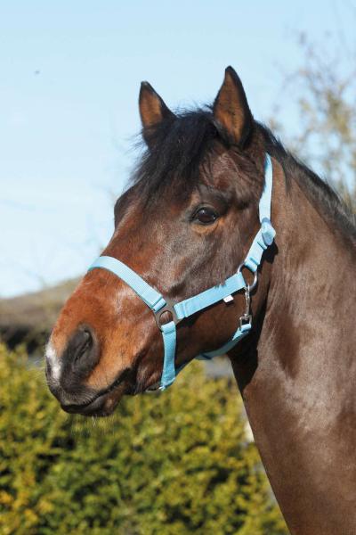 HORSEGUARD Nylon grime