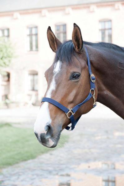 HORSEGUARD Nylon grime