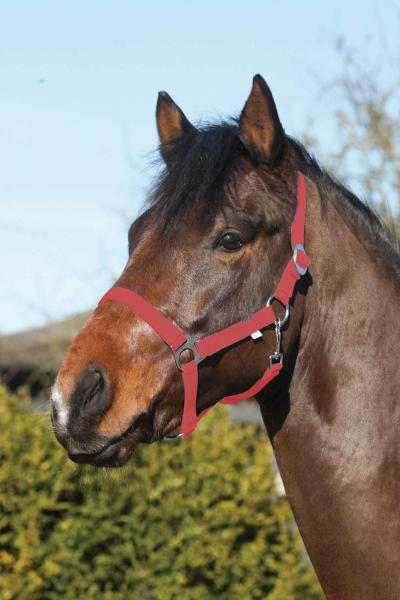HORSEGUARD Nylon grime