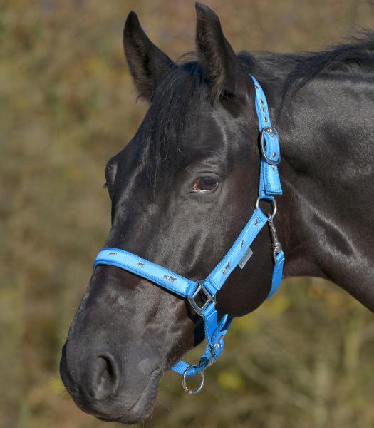WALDHAUSEN LITTLE HORSE Grime